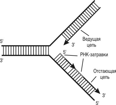 Схема строения репликационной вилки